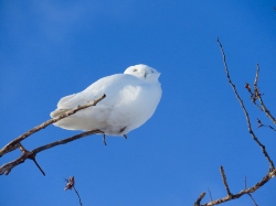 Snowy Owl Buena Vista Grasslands